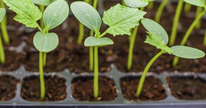 Kitsfeite vir tuinmaak (Deel 2)